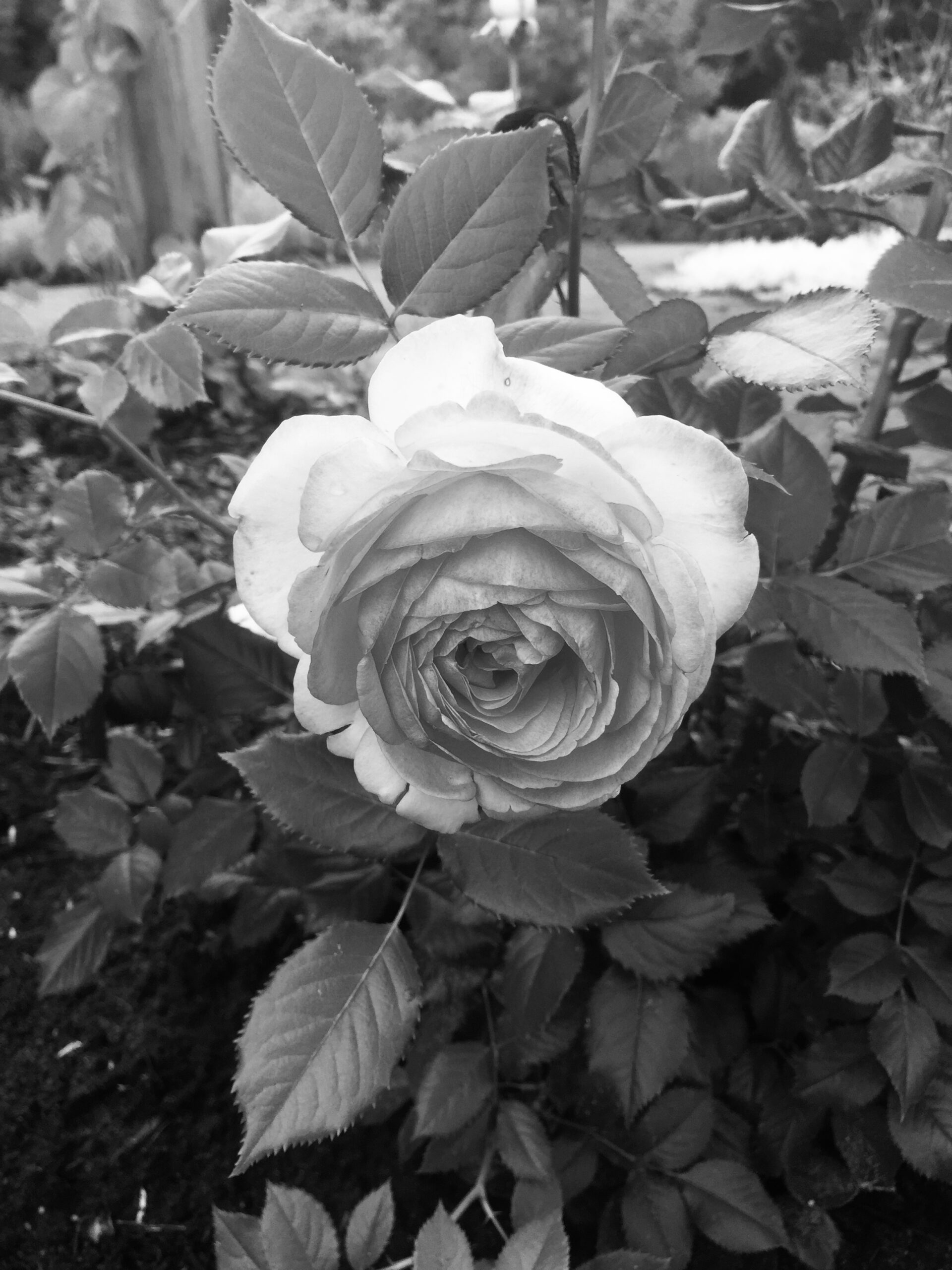 Gathering of Lines black and white rose